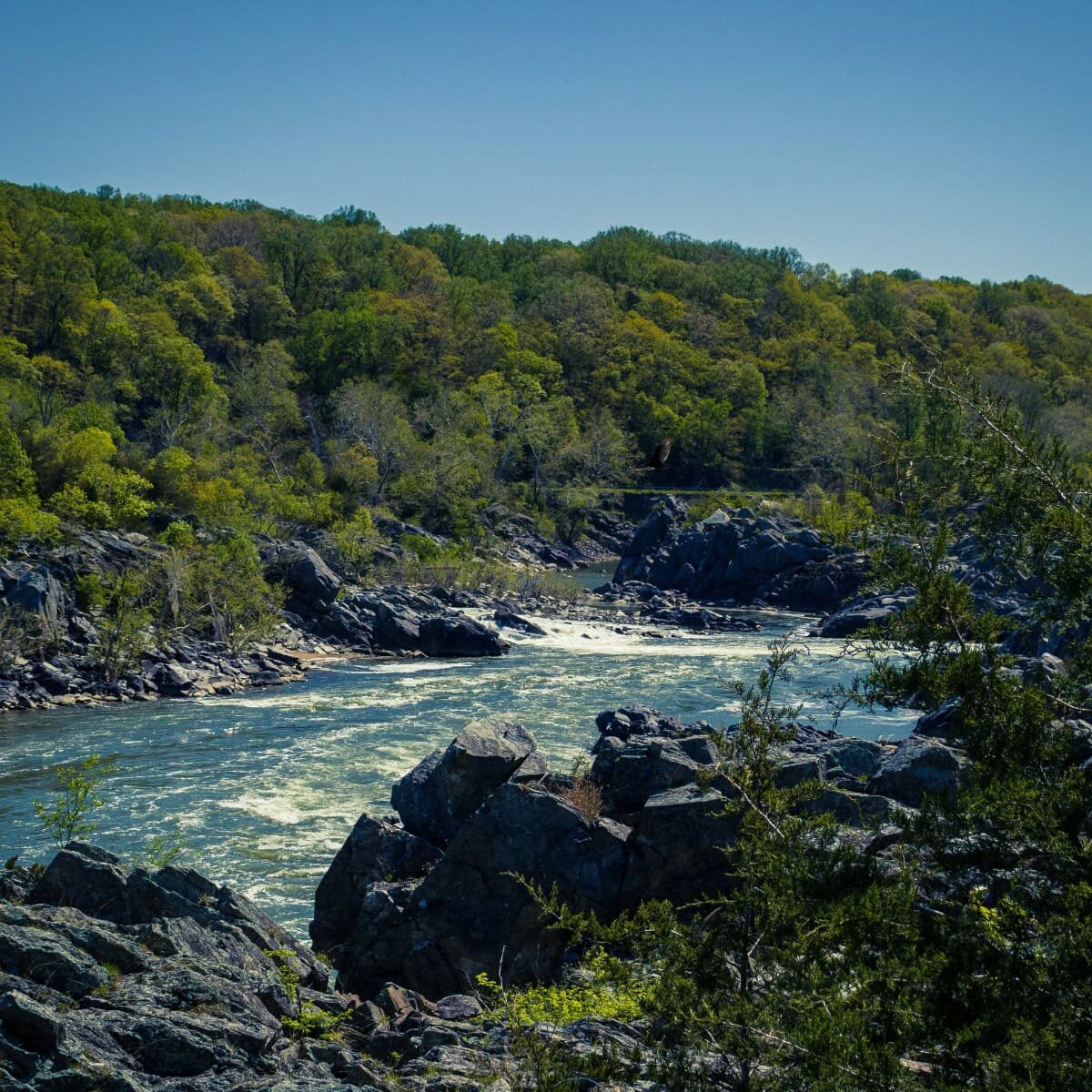 An image of the Potomac River and the trees surrounding
