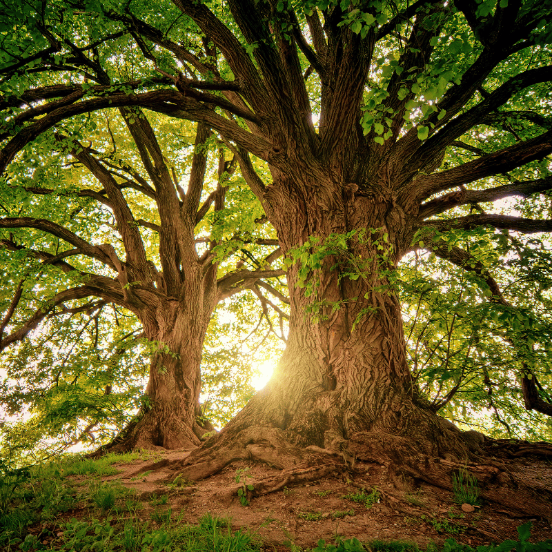 Two large tree with many branches