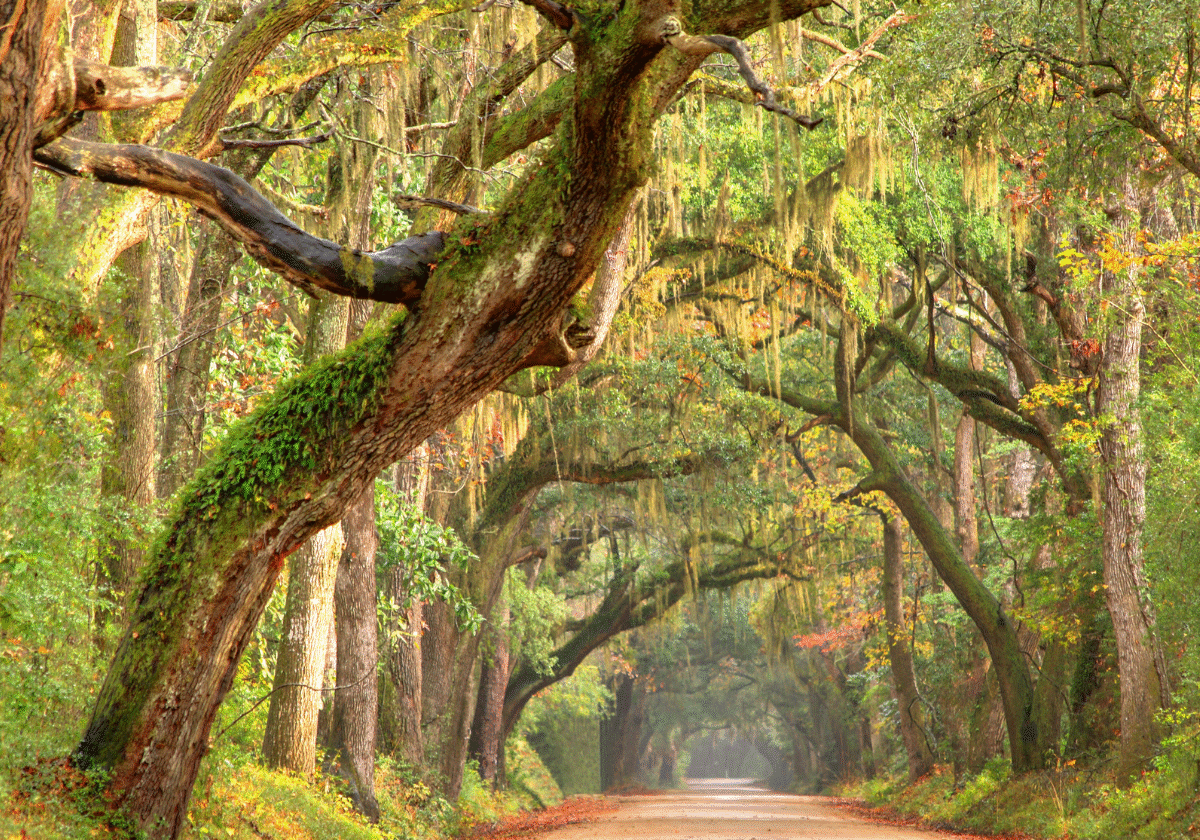 Lowcountry road in South Carolina - a sunny, hazy road between a long row of live oak trees.